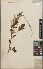 Foto von Salix starkeana Willd.